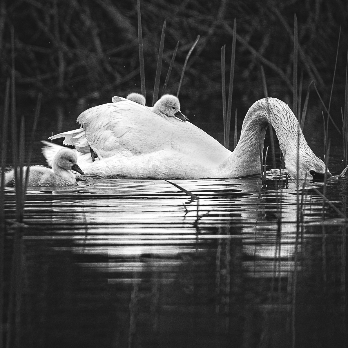 Black and white photograph of an adult swan swimming among reeds with three cygnets, two riding on its back and one beside it in the water.