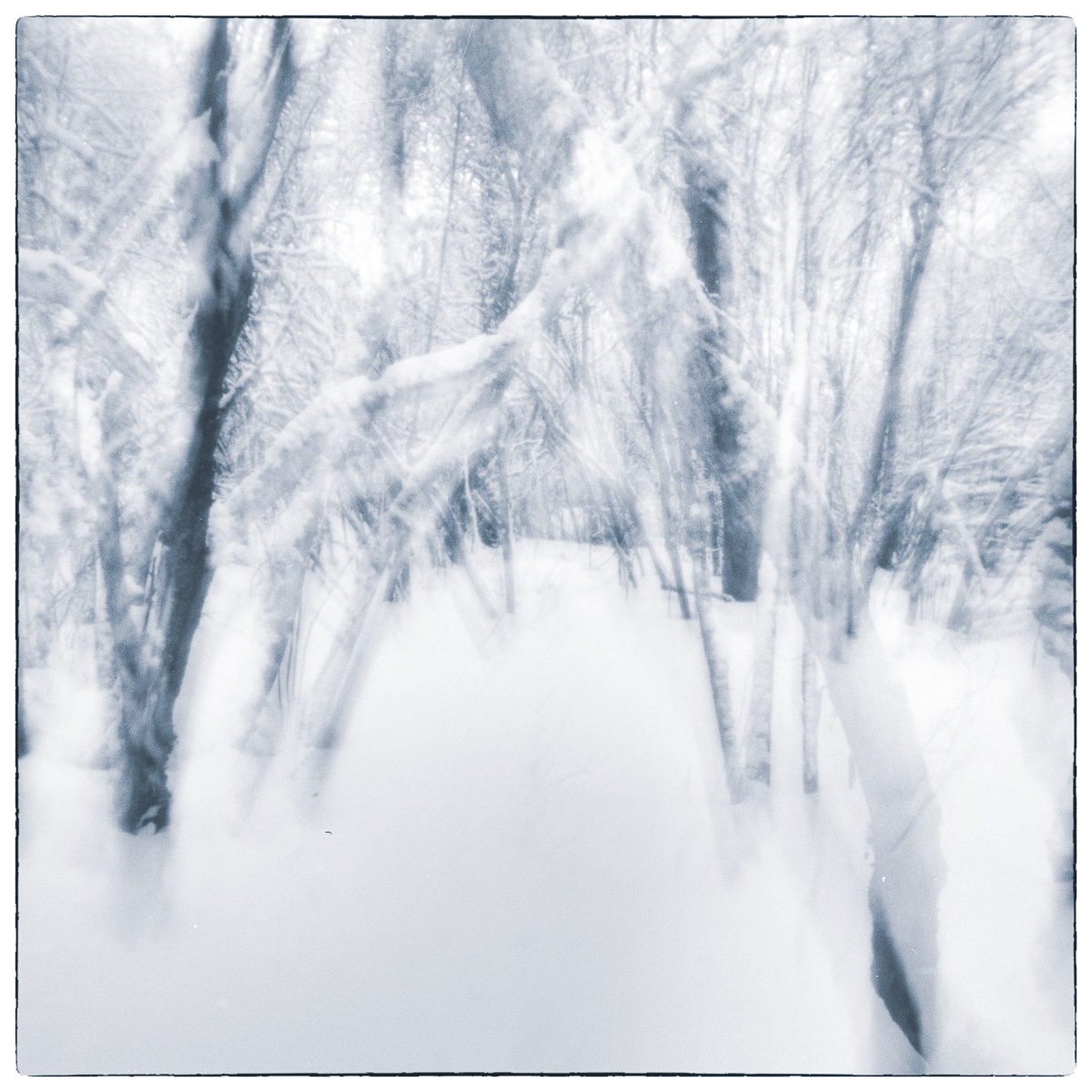 Intentional camera movement photograph of snow-covered trees at Kingston Mills Locks, with vertical blurring and streaking created through upward camera movement during exposure.