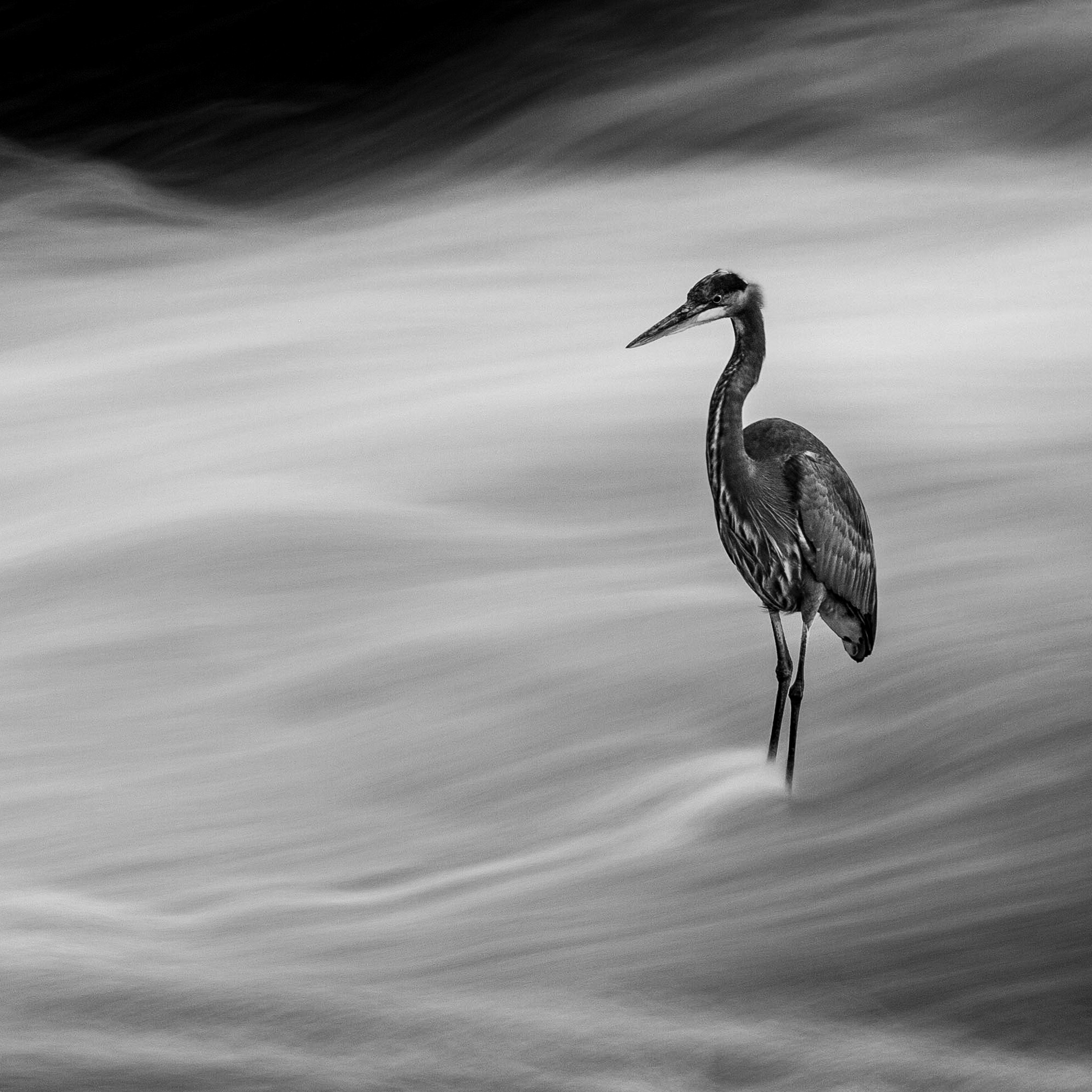 Black-and-white long exposure of a great blue heron standing motionless in flowing water at Napanee Falls.