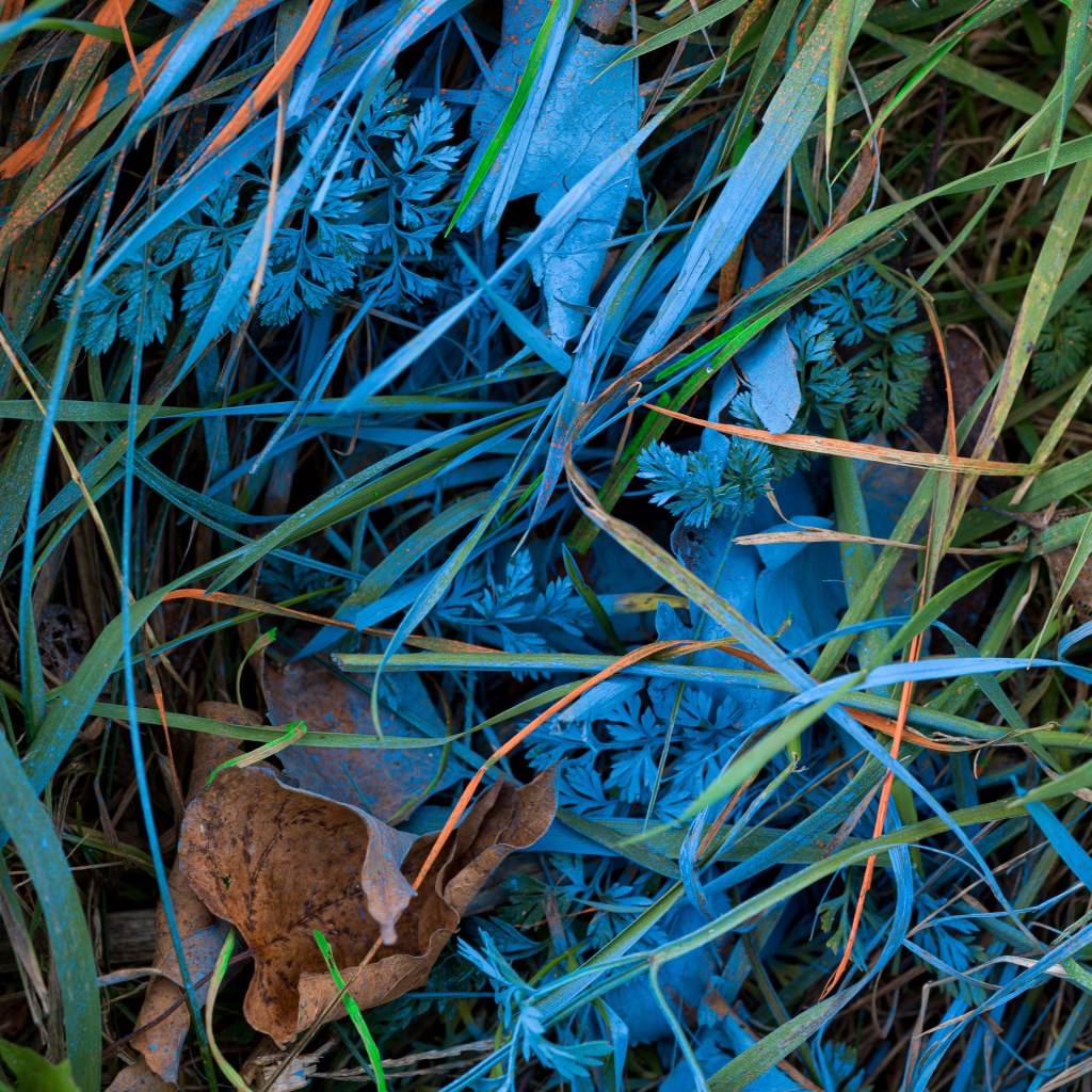 Blue construction spray paint covering roadside grasses and leaves in Westport, Ontario.