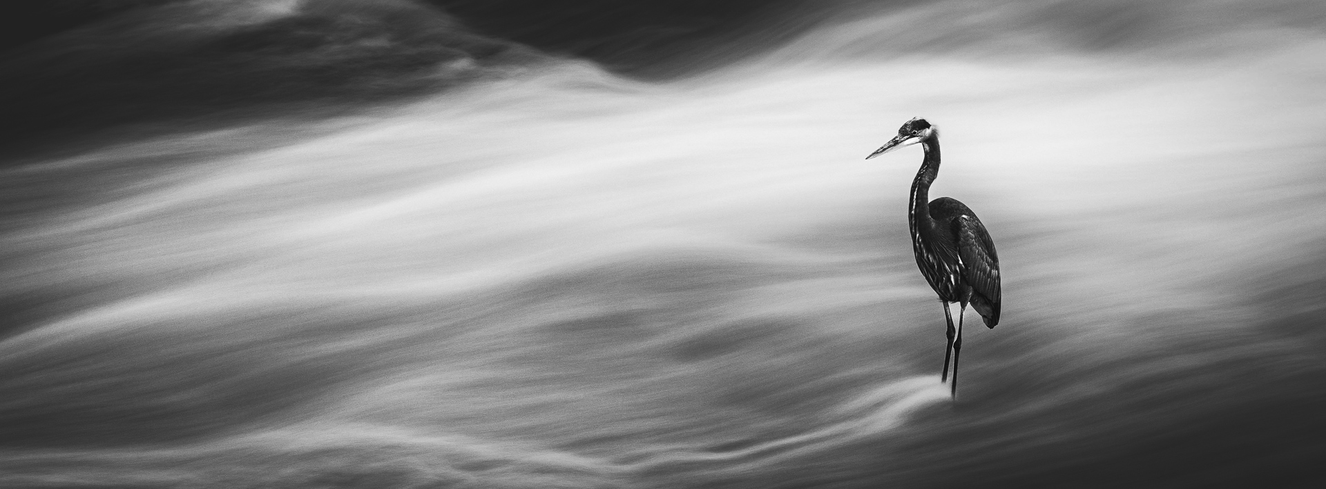 Black-and-white long-exposure photograph of a great blue heron standing motionless in rushing water at Napanee Falls.